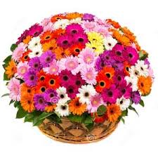 Basket of 100 mix gerberas